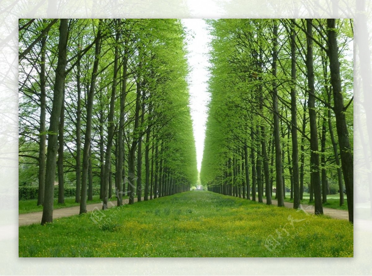 森林绿色树木摄影