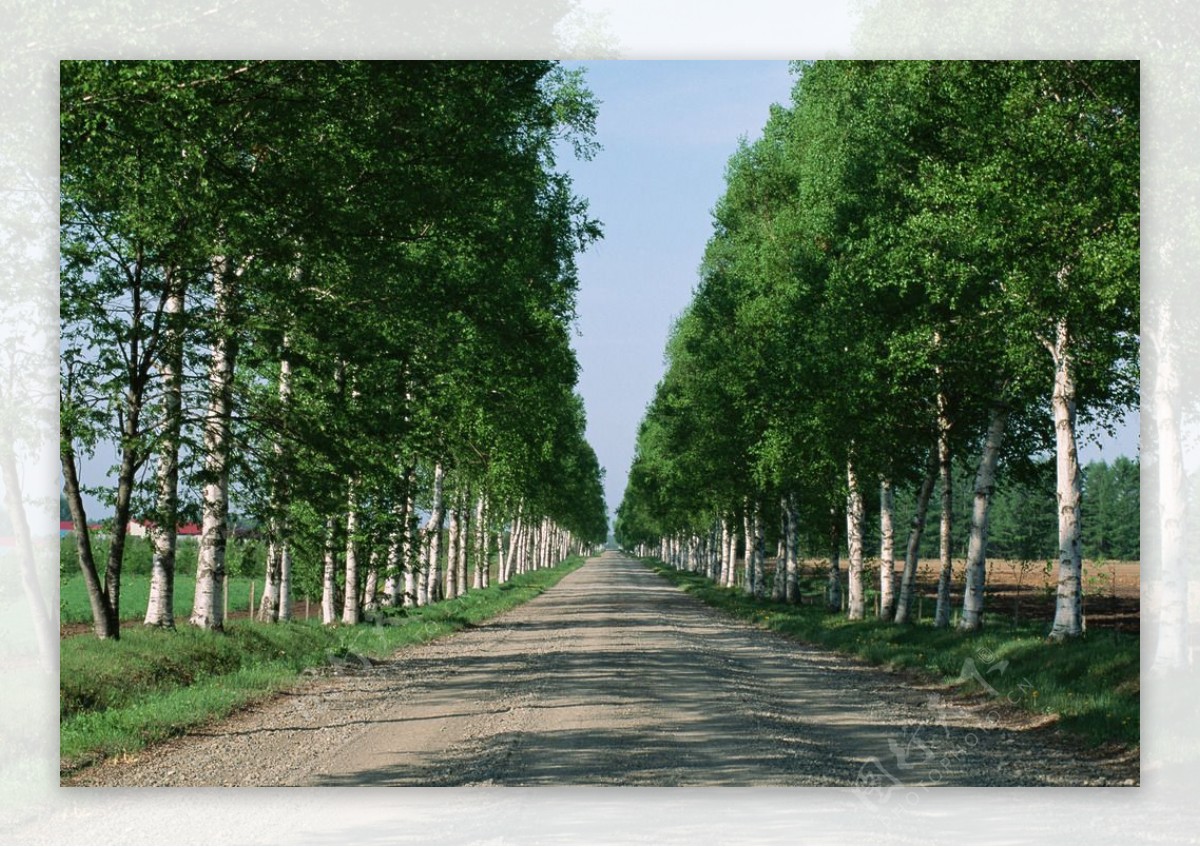 两排茂密树木的小路风景