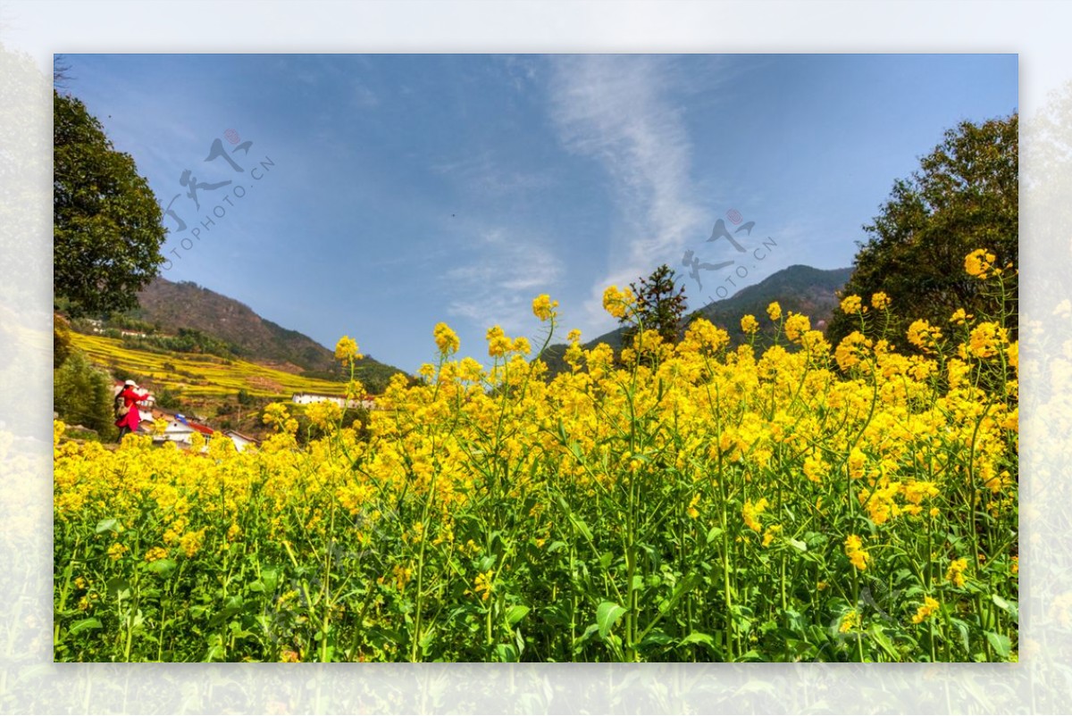 胥岭村油菜花