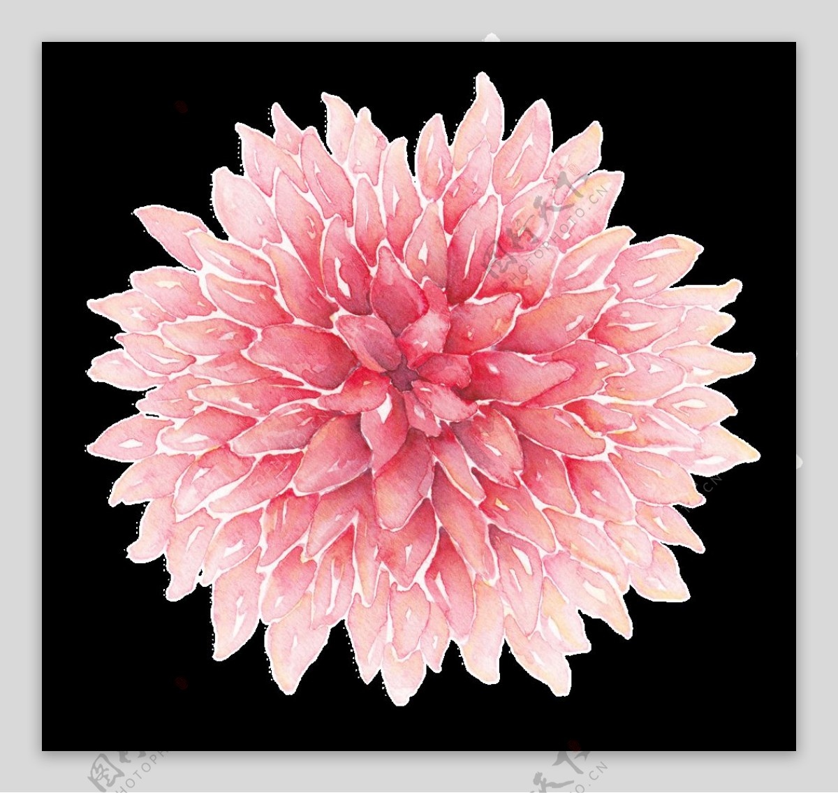 粉色生长花卉png透明素材