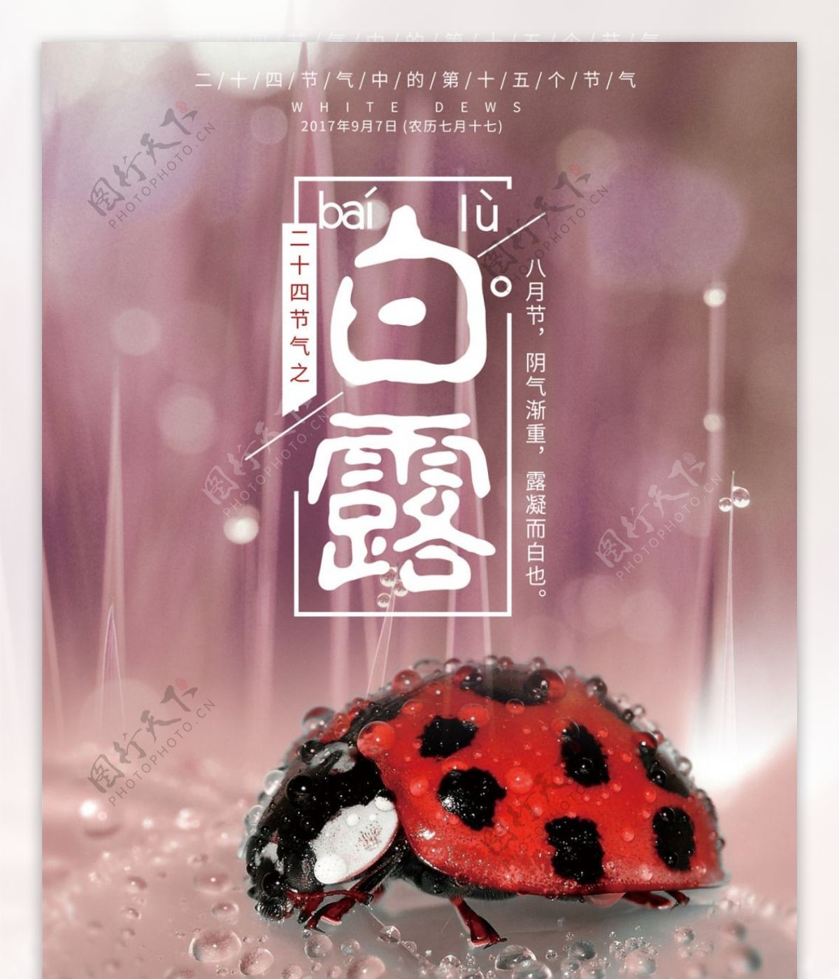 七星瓢虫雨季二十四节气之白露传统节日海报