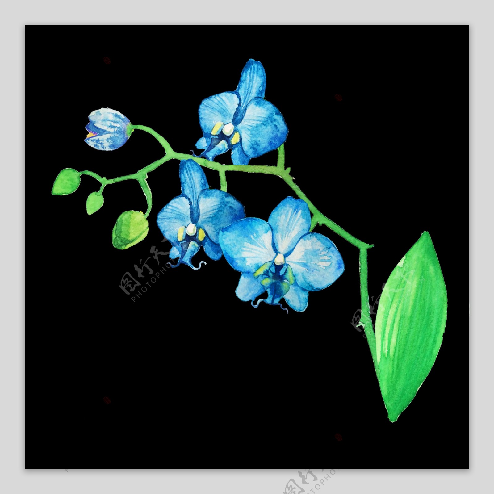 蓝色清新花卉透明装饰素材