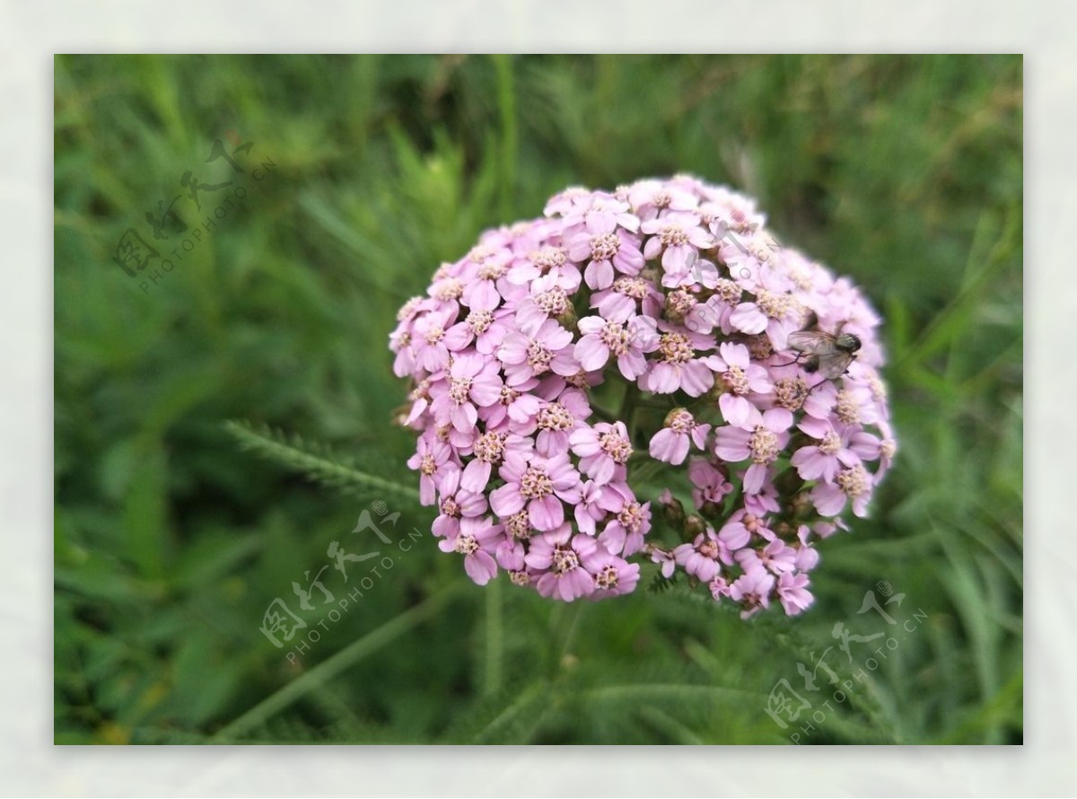 草原鲜花