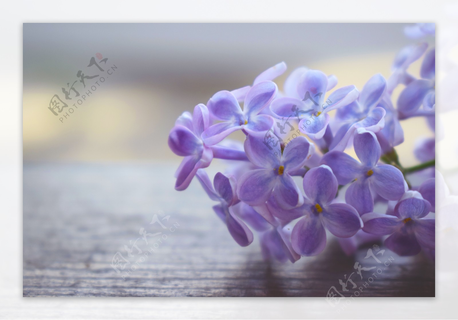 蓝紫色风信子花卉摄影