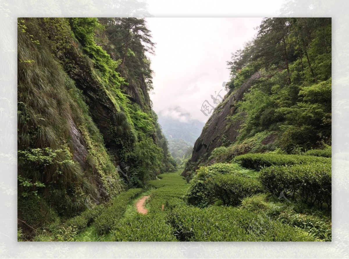 武夷山大红袍茶园