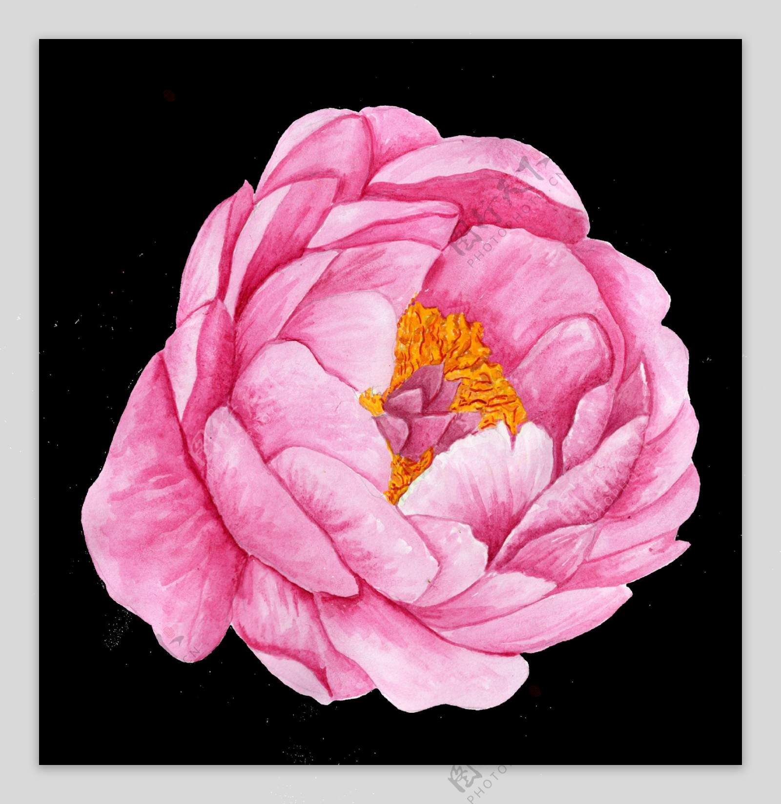 手绘粉色唯美山茶花透明装饰图案841