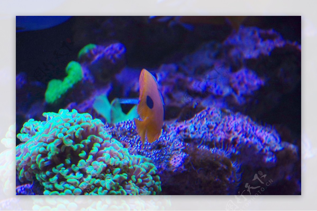 珊瑚礁蝴蝶鱼