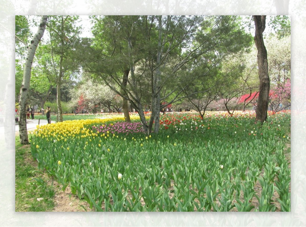郁金香公园美景