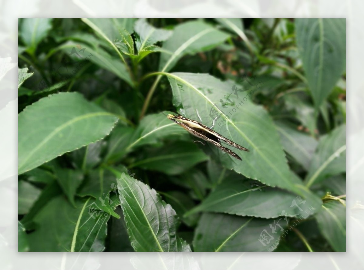 深圳仙湖植物园