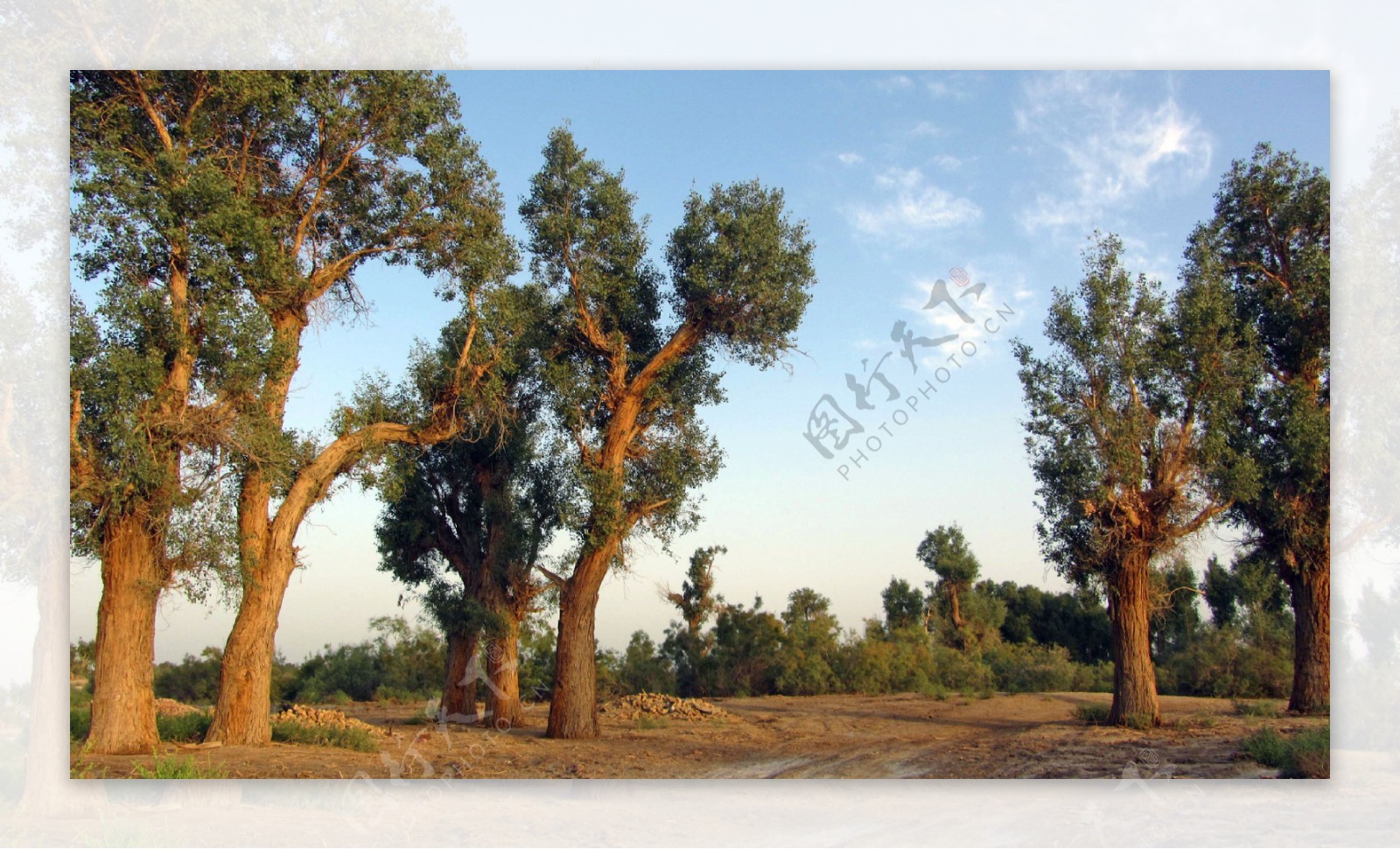 树木树梢高清图片下载-正版图片500595465-摄图网