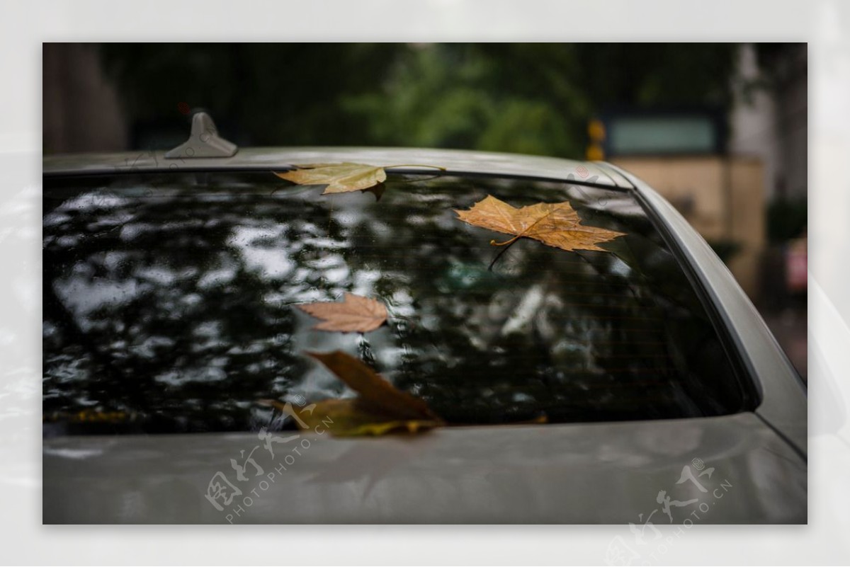 漂落在车上的树叶