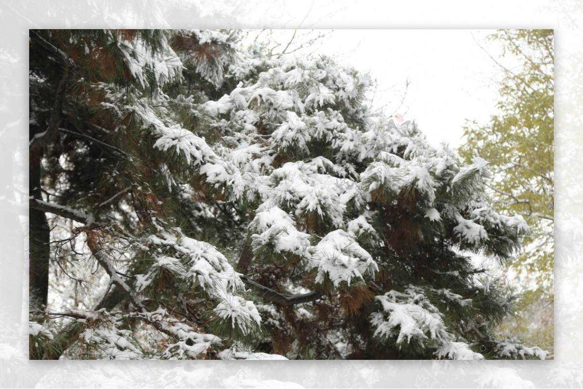 雪景