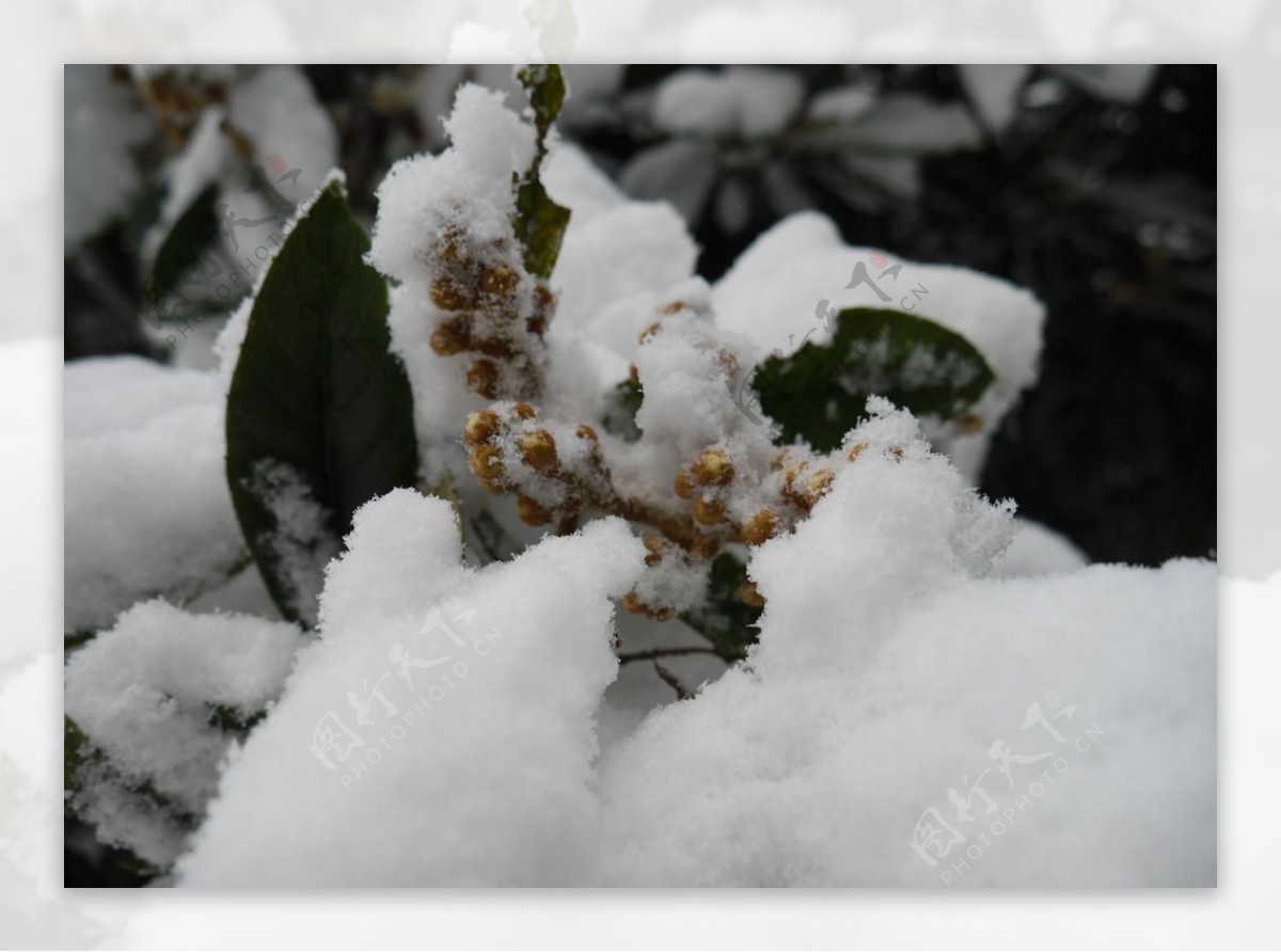 雪后的枇杷花