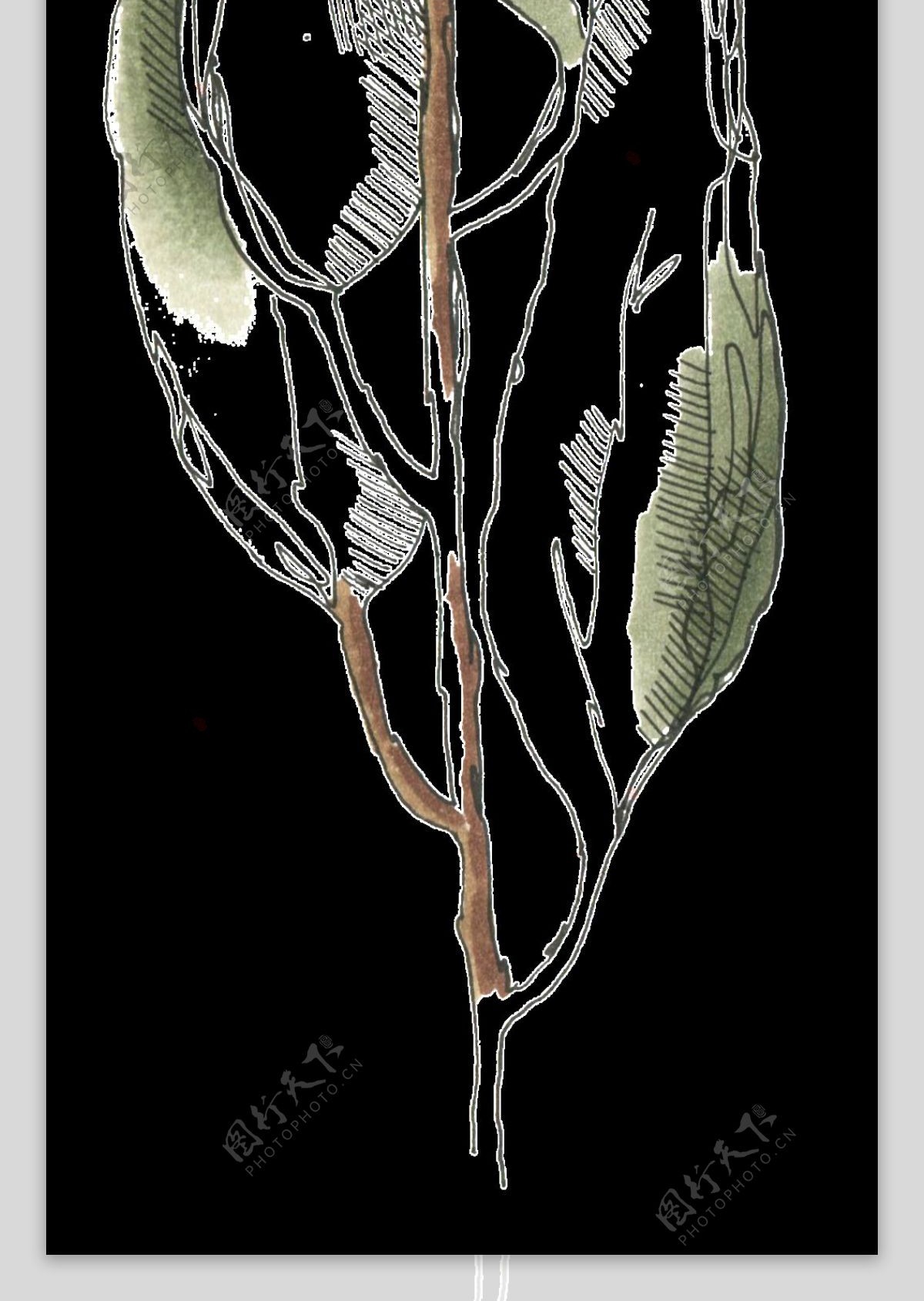 手绘素描植物卡通透明素材