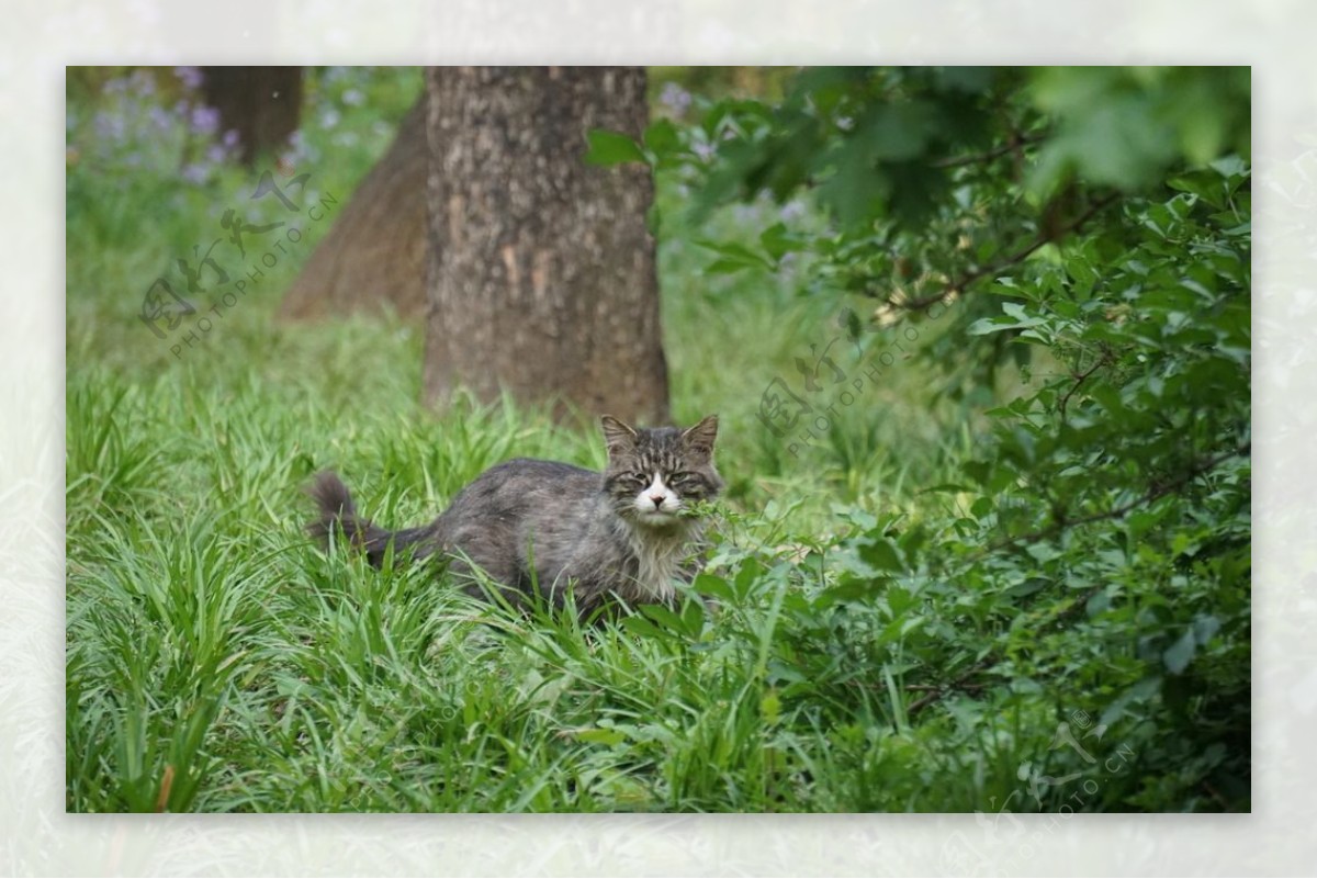 草丛中的猫