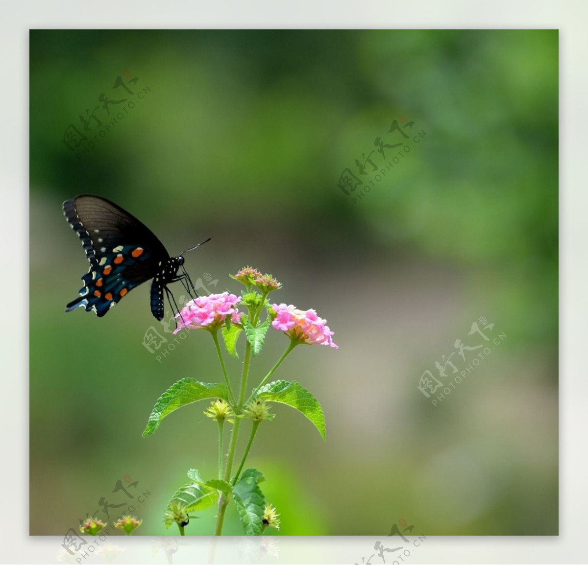 黑斑蝴蝶