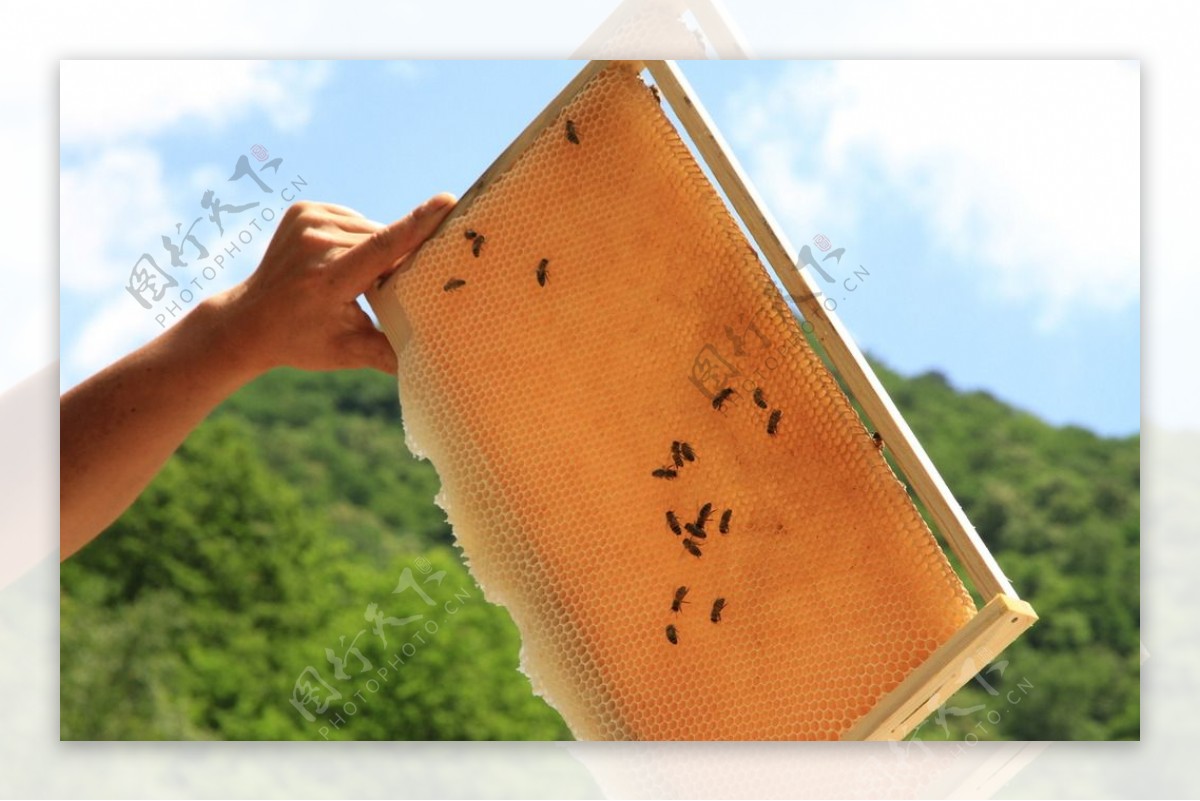 长白山蜂蜜蜂巢蜜蜂