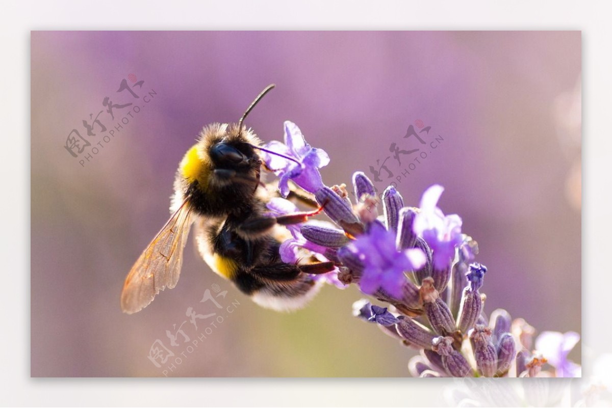 白色背景中的两只蜜蜂. 矢量图插图 向量例证. 插画 包括有 先前, 图标, 弄脏之前, 蜂声, 关闭 - 210034399