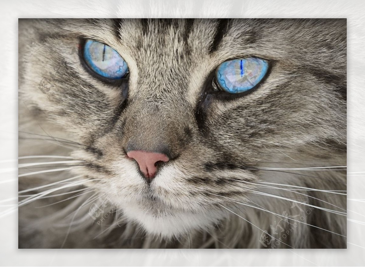 猫眼睛