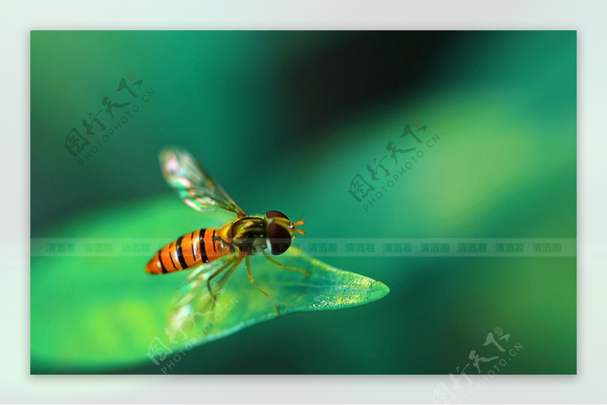 蜜蜂摄影