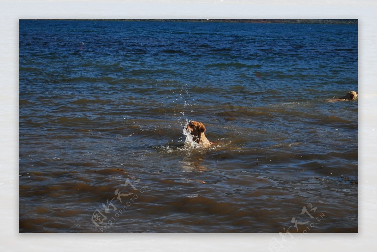 游泳的小狗