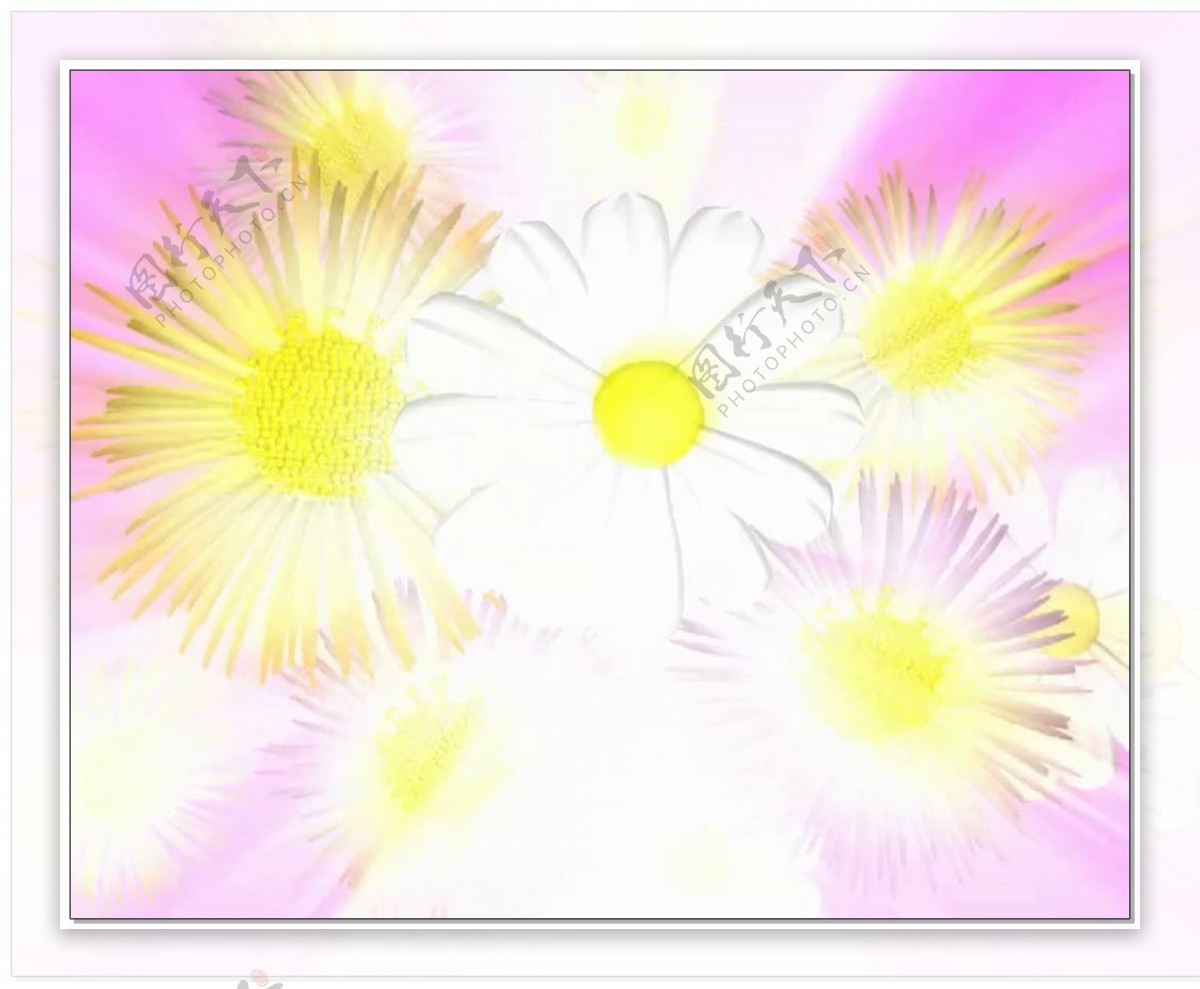 黄白色雏菊视频素材