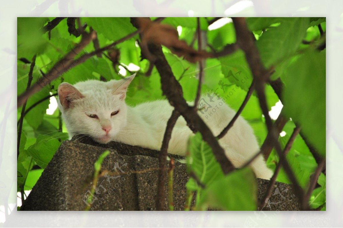 绿色凉棚下的白猫