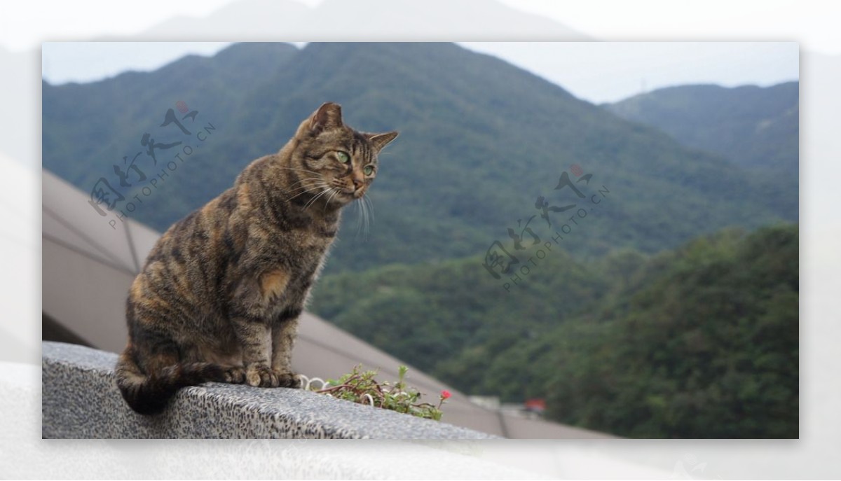 猫咪远望山景