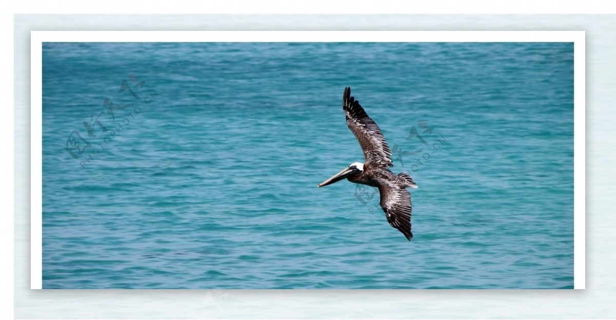飞翔在大海上的海鸥