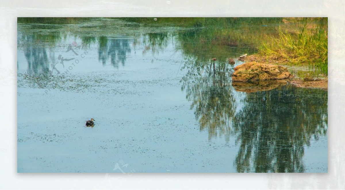 湿地水鸟水鸭