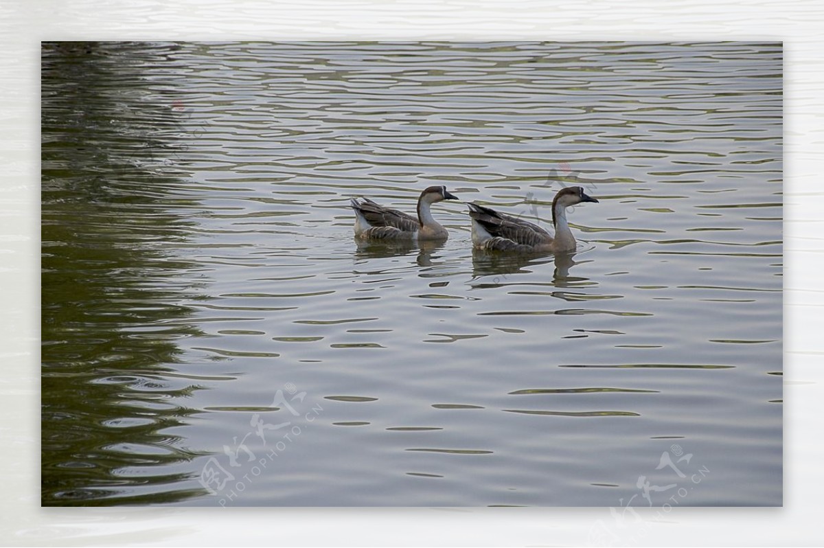水面上的两只灰色野鹅