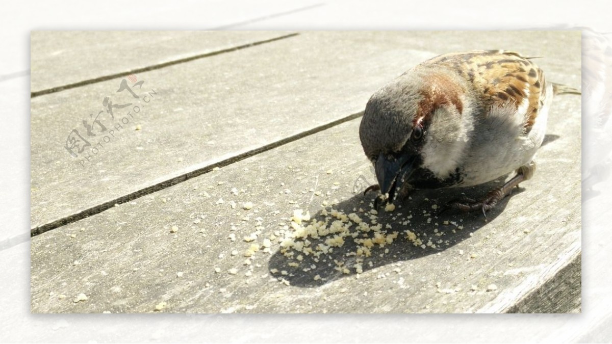 麻雀吃小米