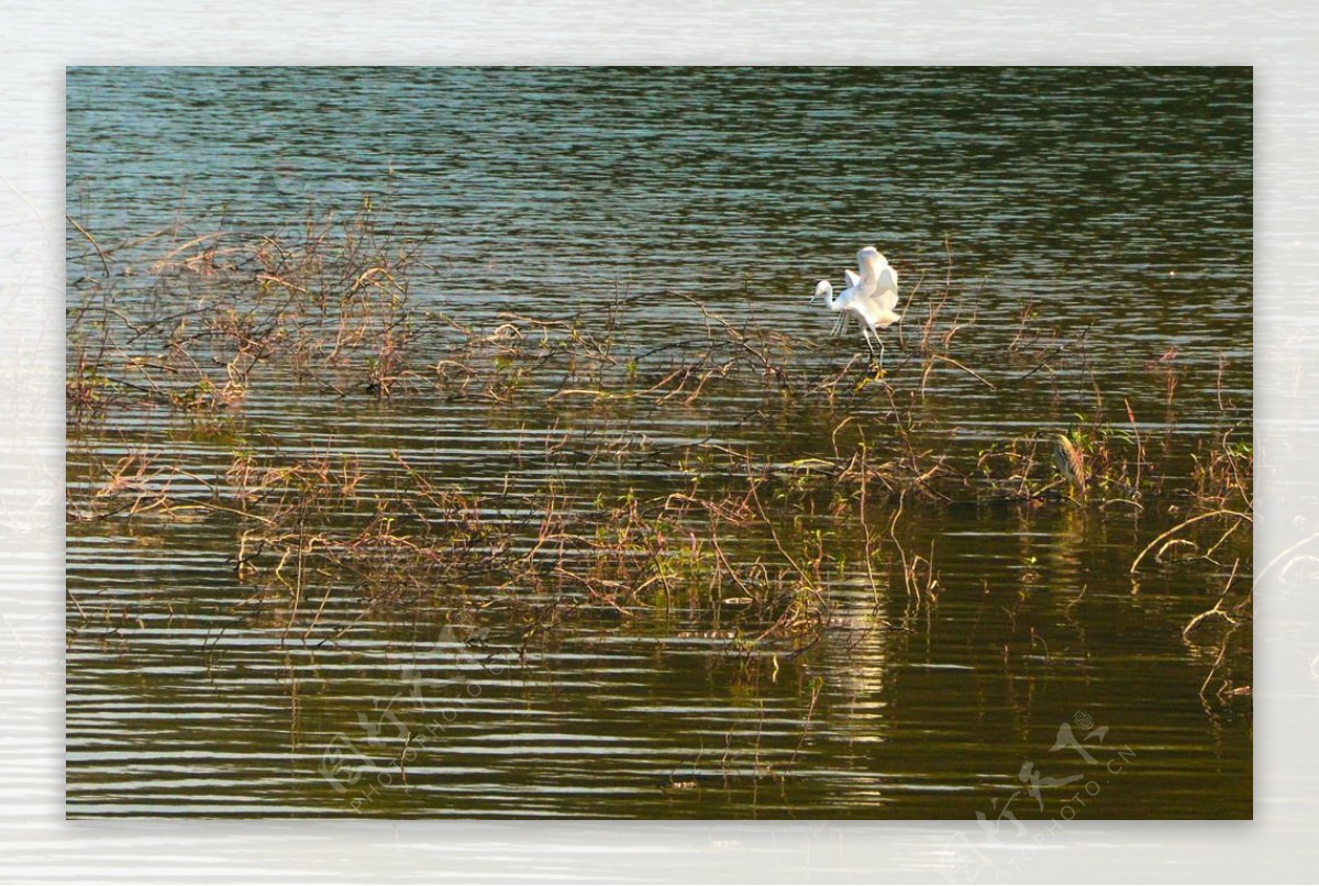 湖中的白鹭
