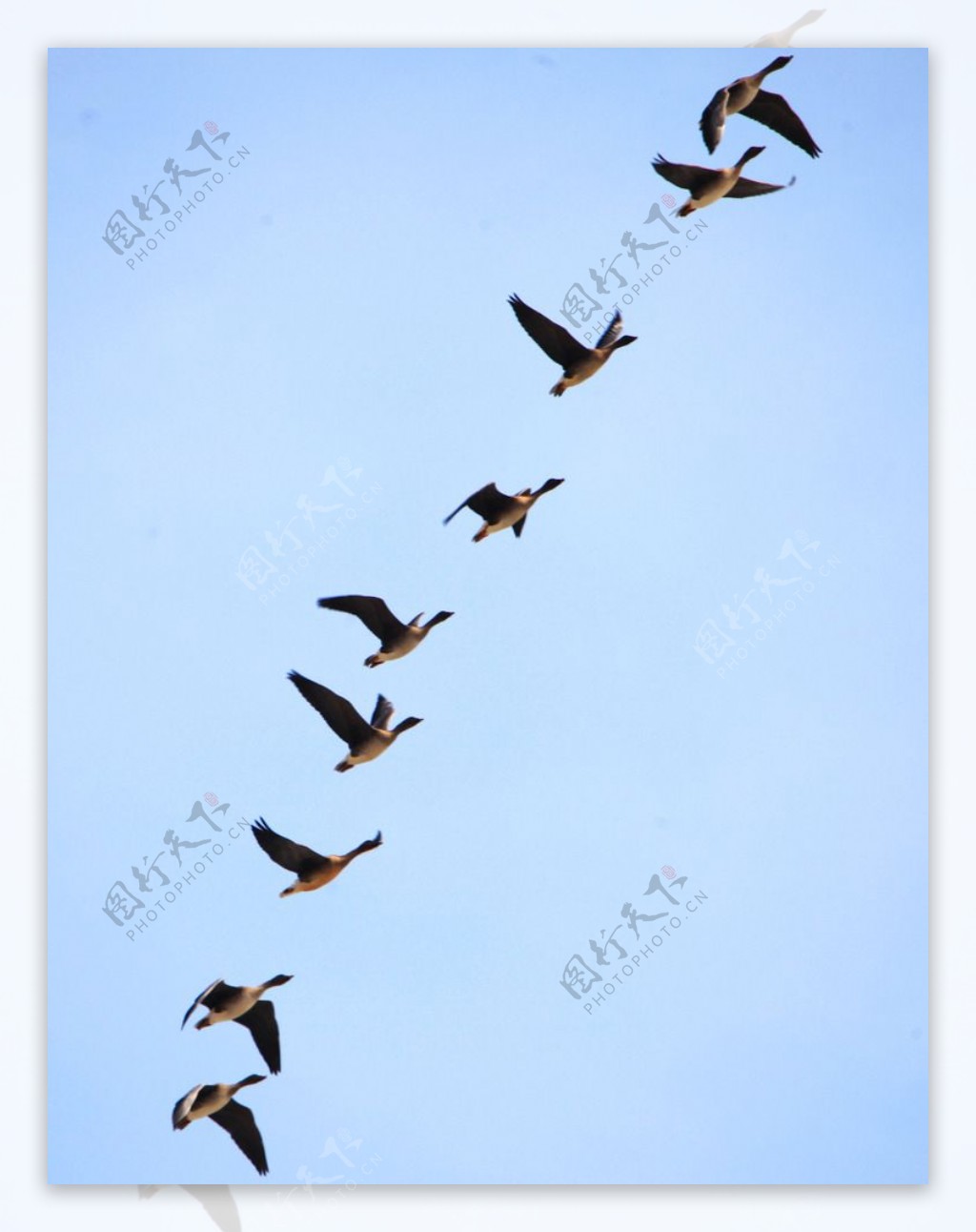 一群大雁从湖中飞出。高清摄影大图-千库网