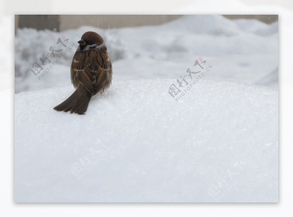 麻雀与雪