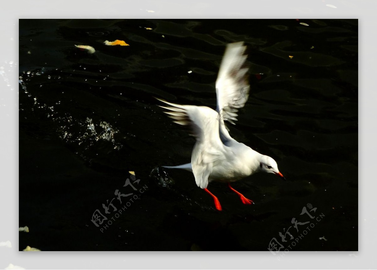 翠湖海鸥