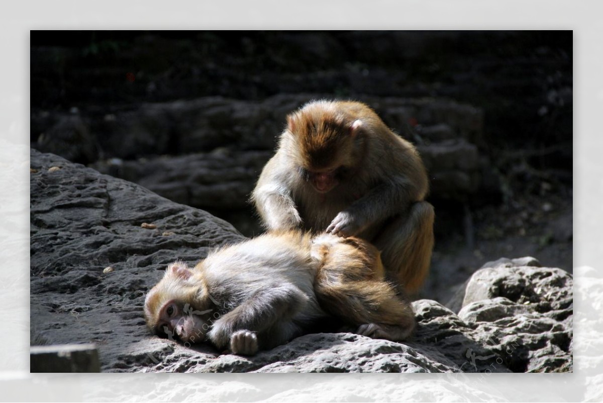 三峡野生猕猴