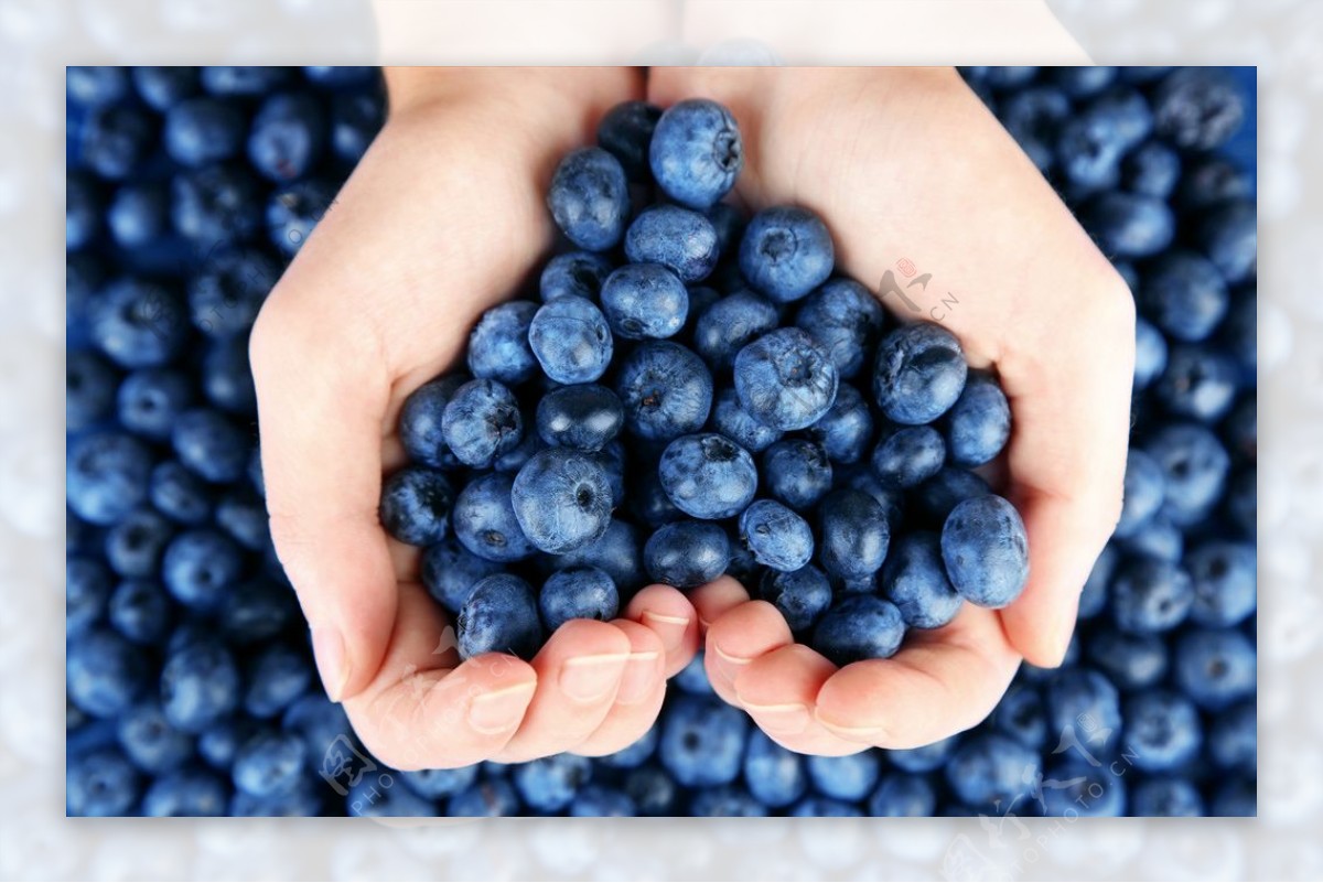 蓝莓浆果特写