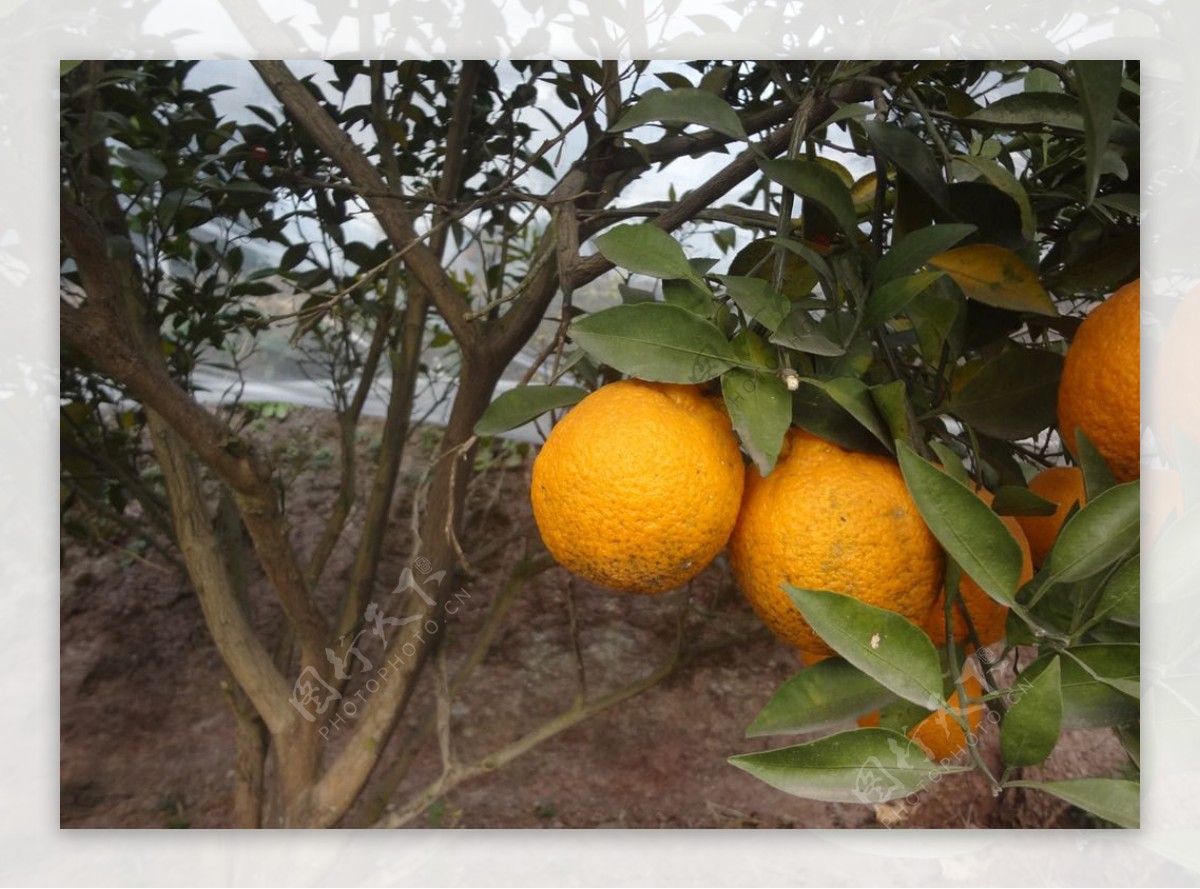 水果柑橘杂柑