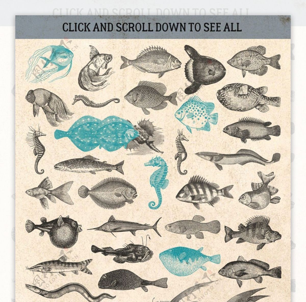 素描绘制的海洋各类生物动物