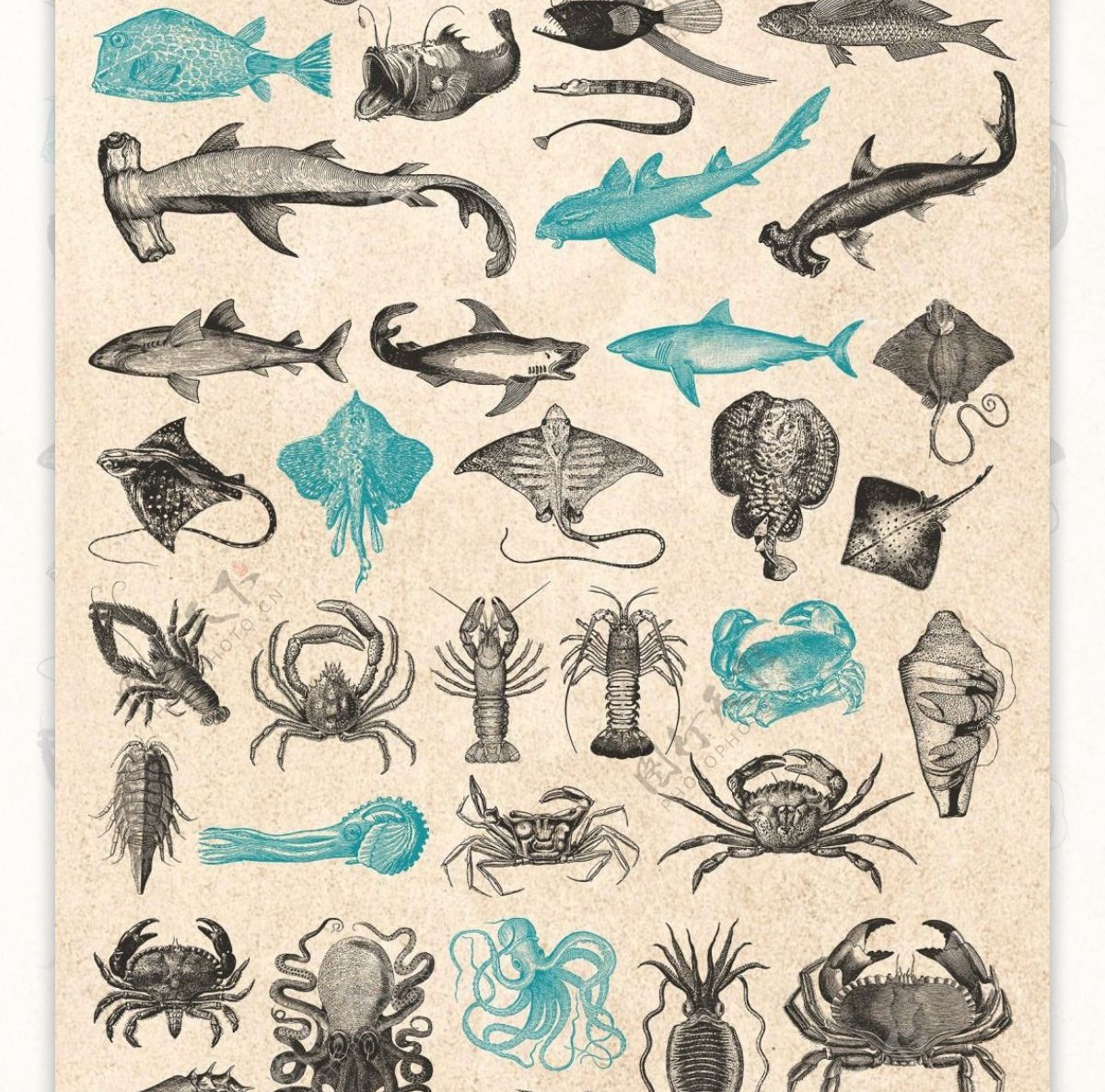 素描绘制的海洋各类生物动物