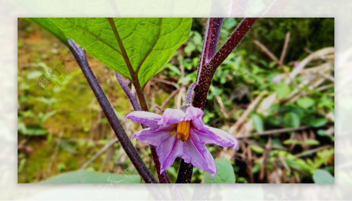 茄子花