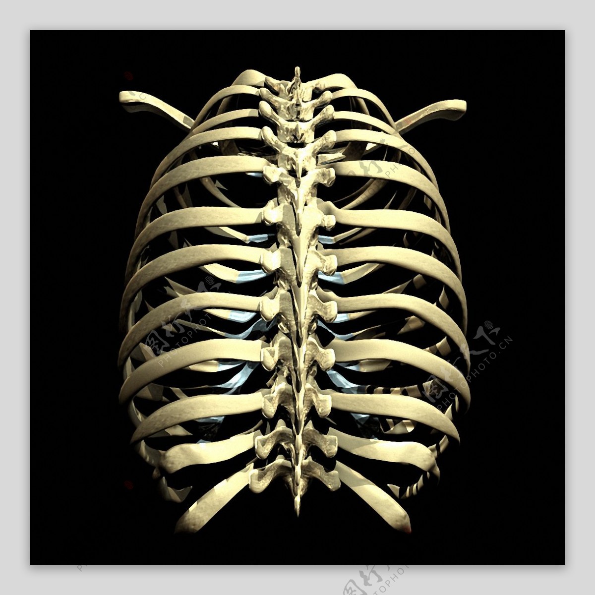 三维胸腔肋骨照片免抠png透明素材