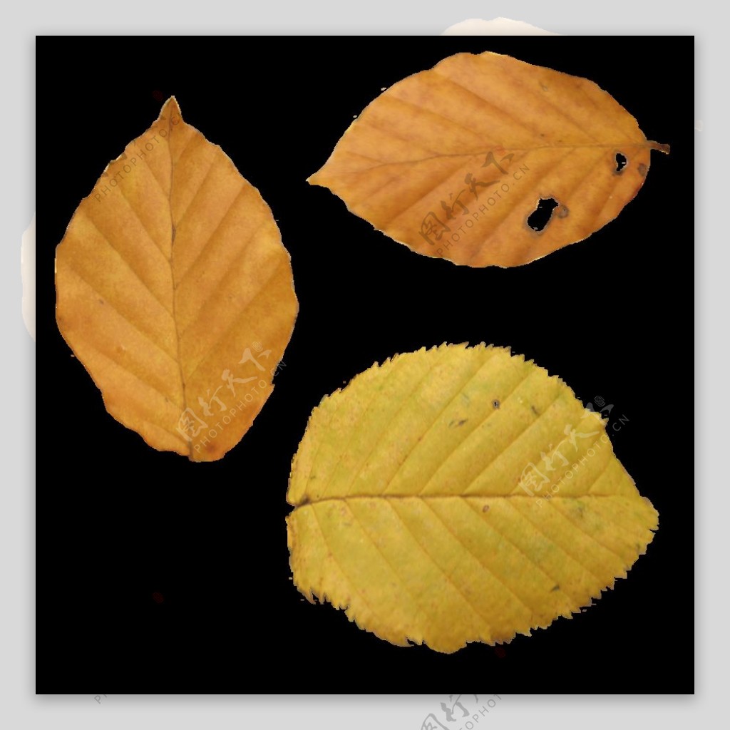 黄色秋天树叶免抠png透明图层素材