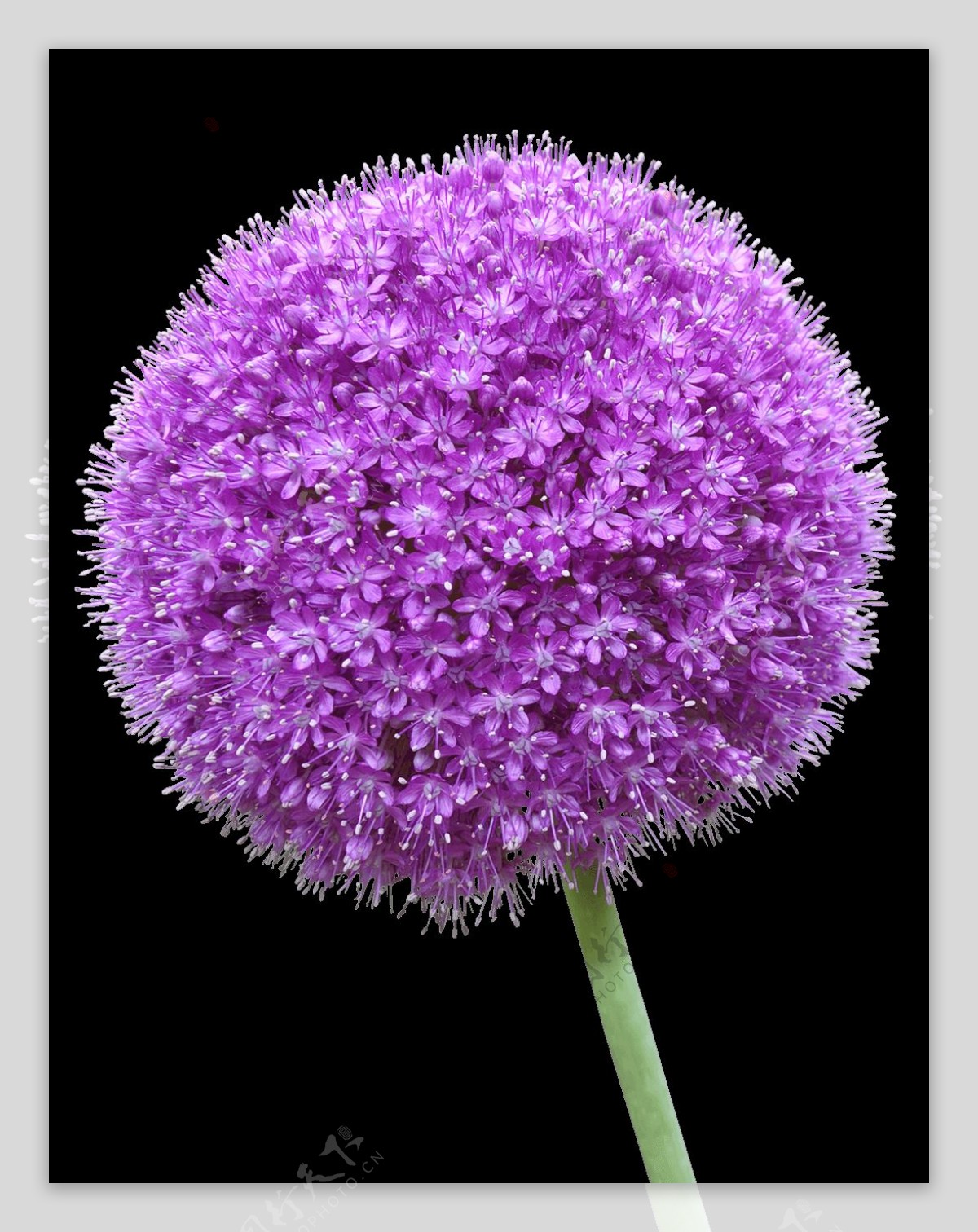 紫色花球png元素素材