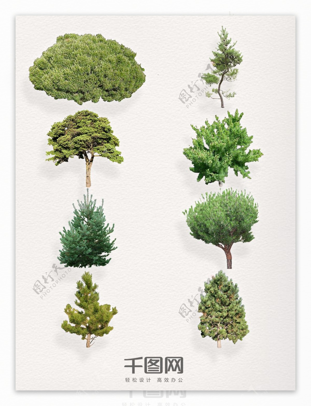 一组不同种类的松树装饰图