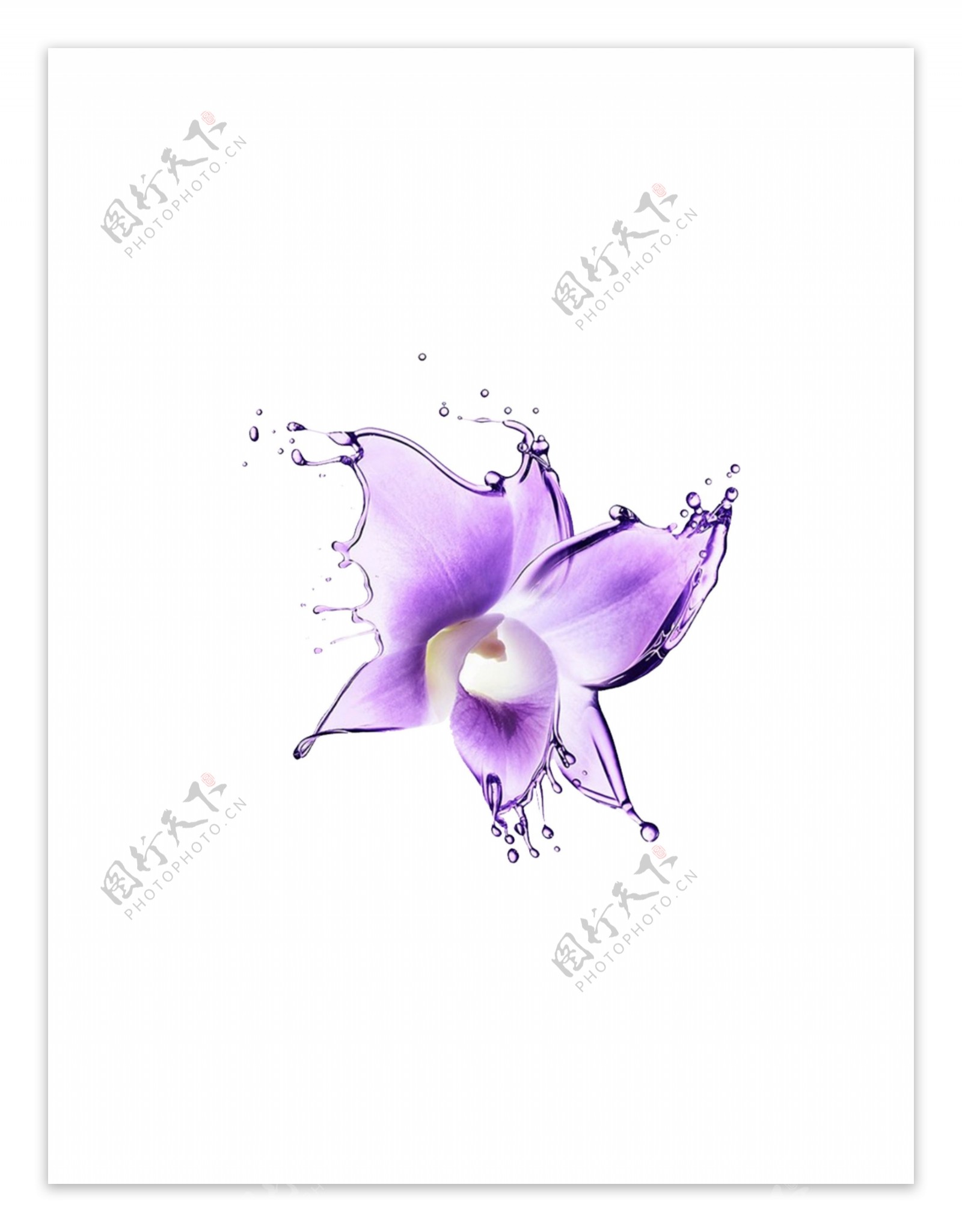紫色水珠花元素