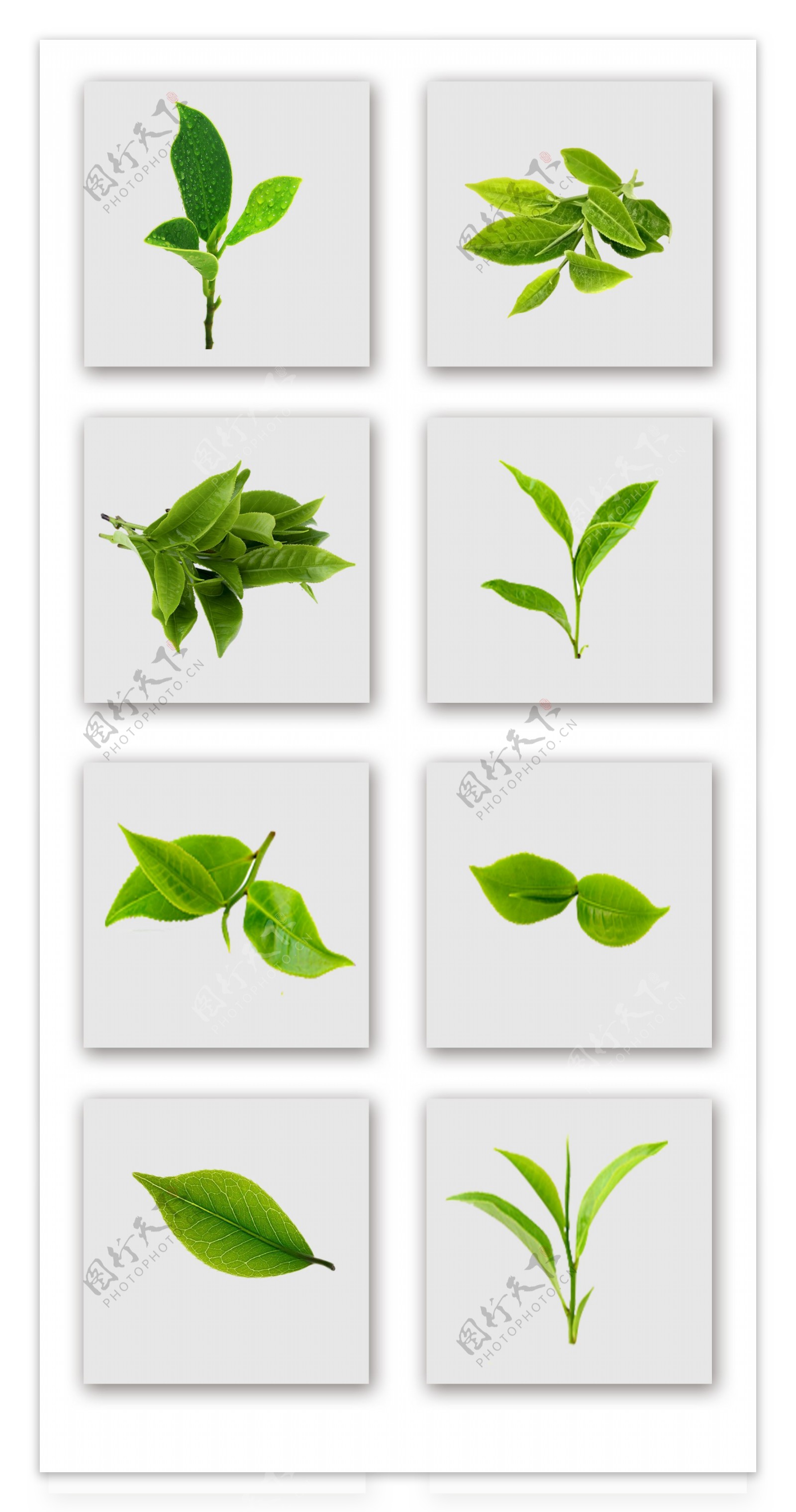 一组清新绿茶叶子实物拍摄元素设计
