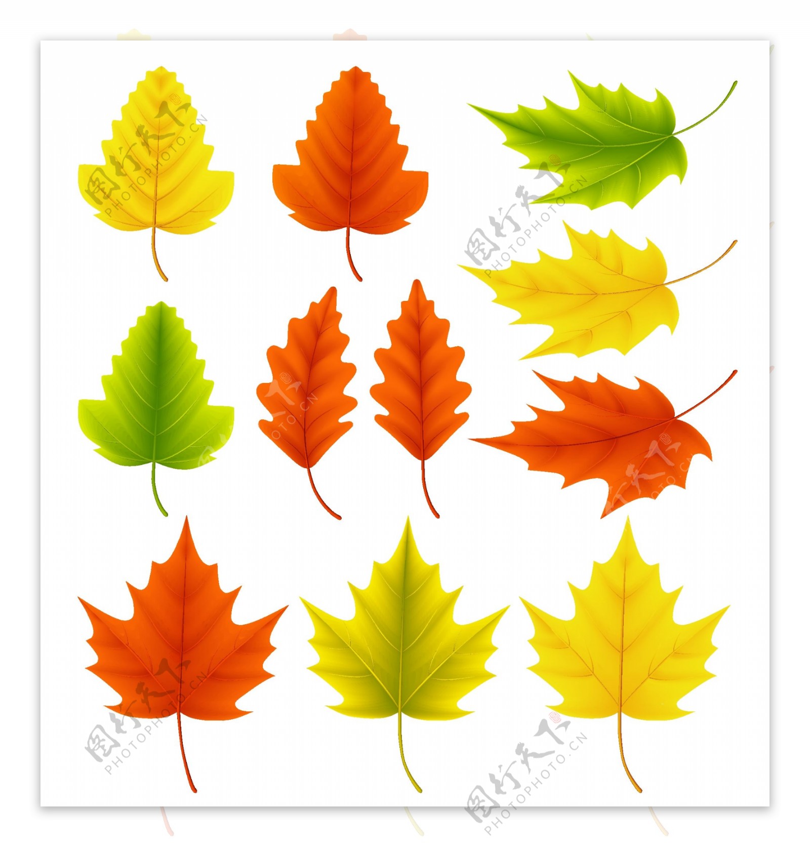 彩色秋天的叶子插画