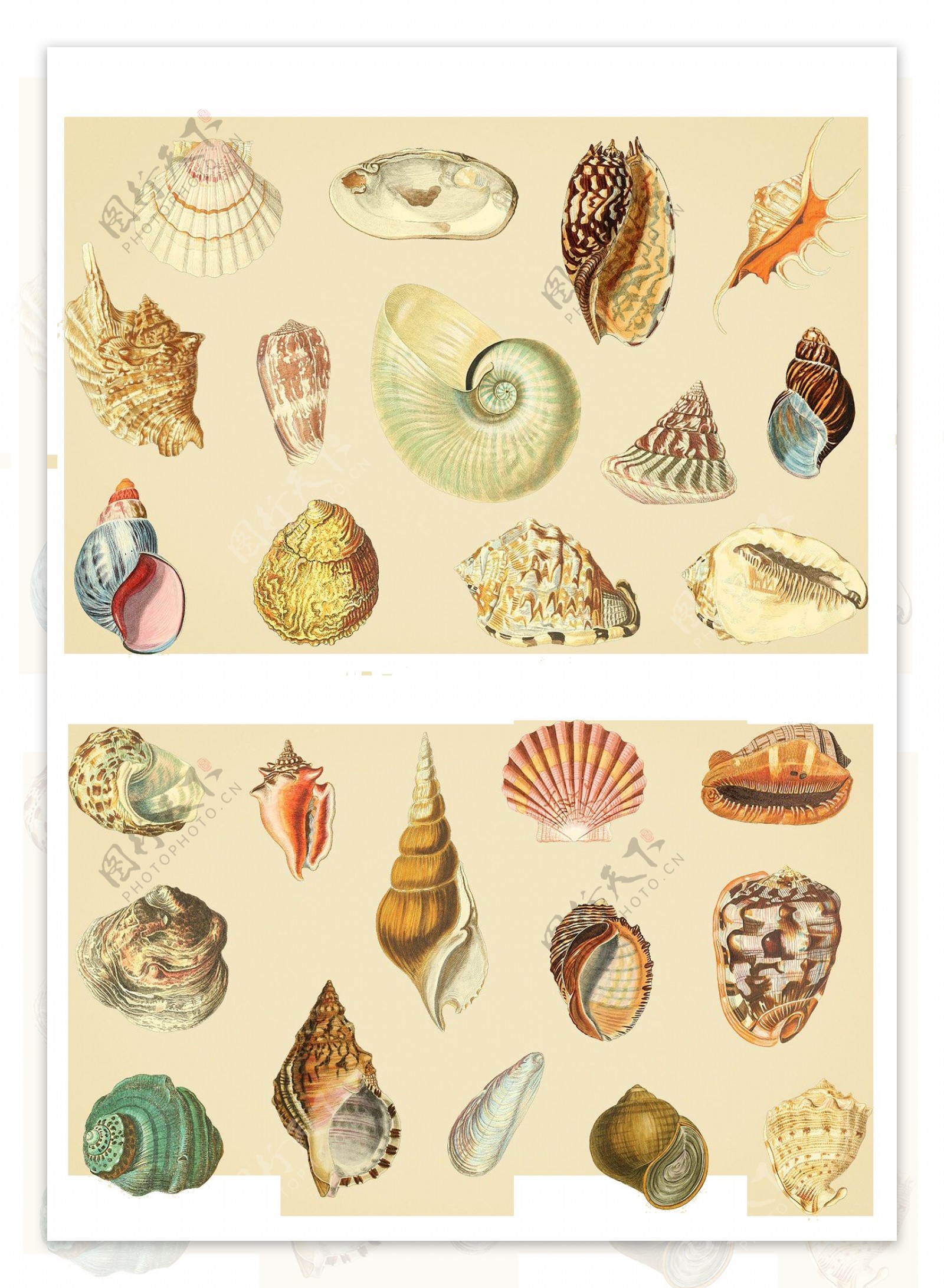 海洋生物海螺